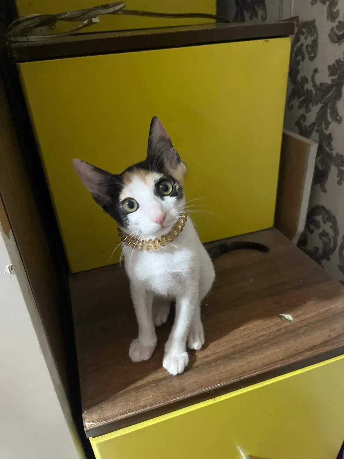 گربه|گربه|چابهار, |دیوار