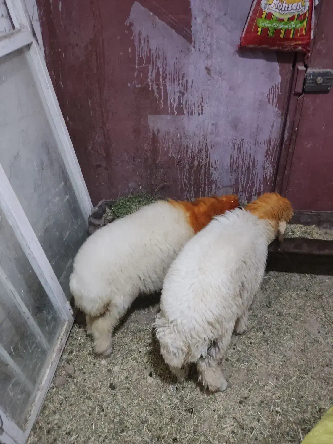 برنه نر و ماده|سگ|سوری, |دیوار