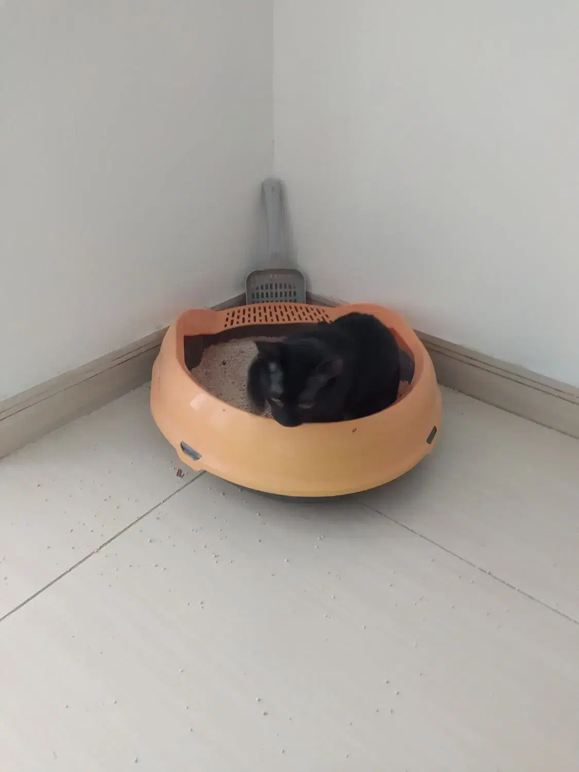 گربه مشکی|گربه|گنبد کاووس, |دیوار