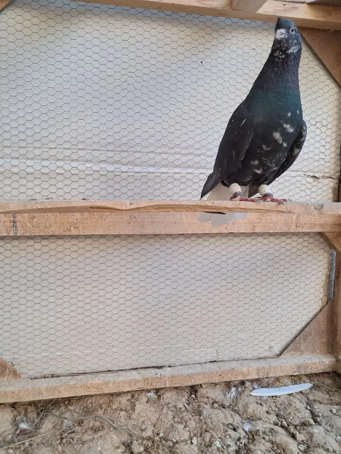 کبوتر سورو دم سفید|پرنده|شیراز, فرودگاه شهید دستغیب شیراز|دیوار