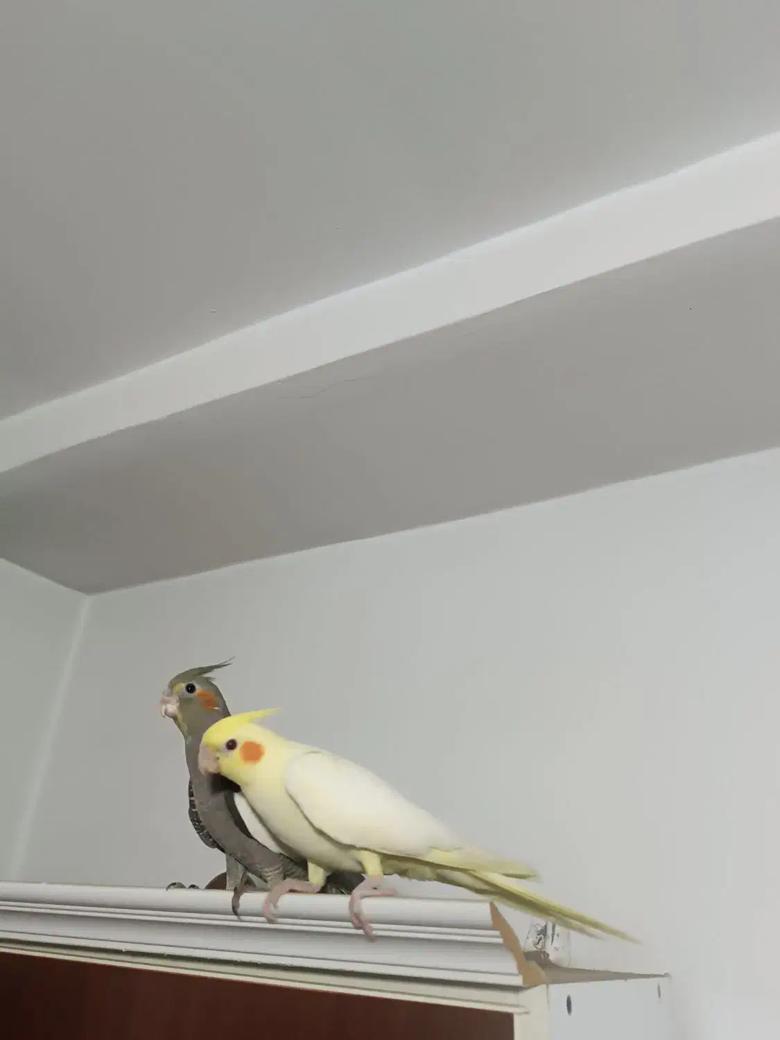 جوجه عروس هلندی دستی سهره|پرنده|باغستان, |دیوار