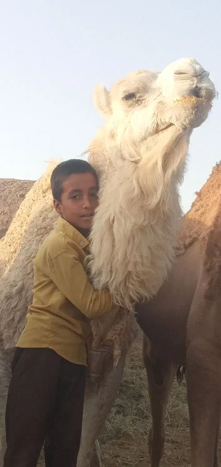 فروش تعدادی شتر|حیوانات مزرعه|خوسف, |دیوار