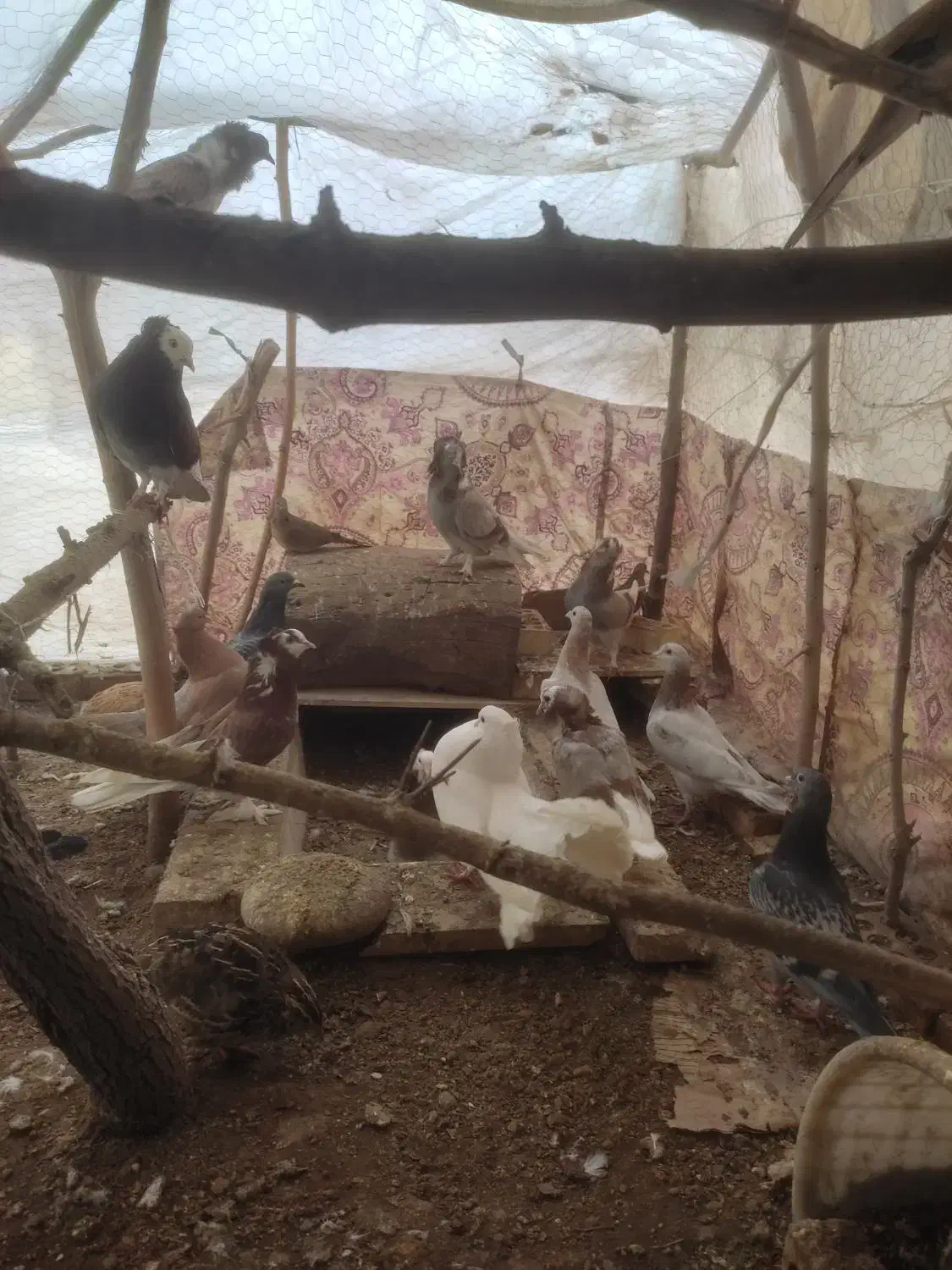 فروش کبوتر|حیوانات مزرعه|شاهین‌شهر, سعدی شمالی|دیوار