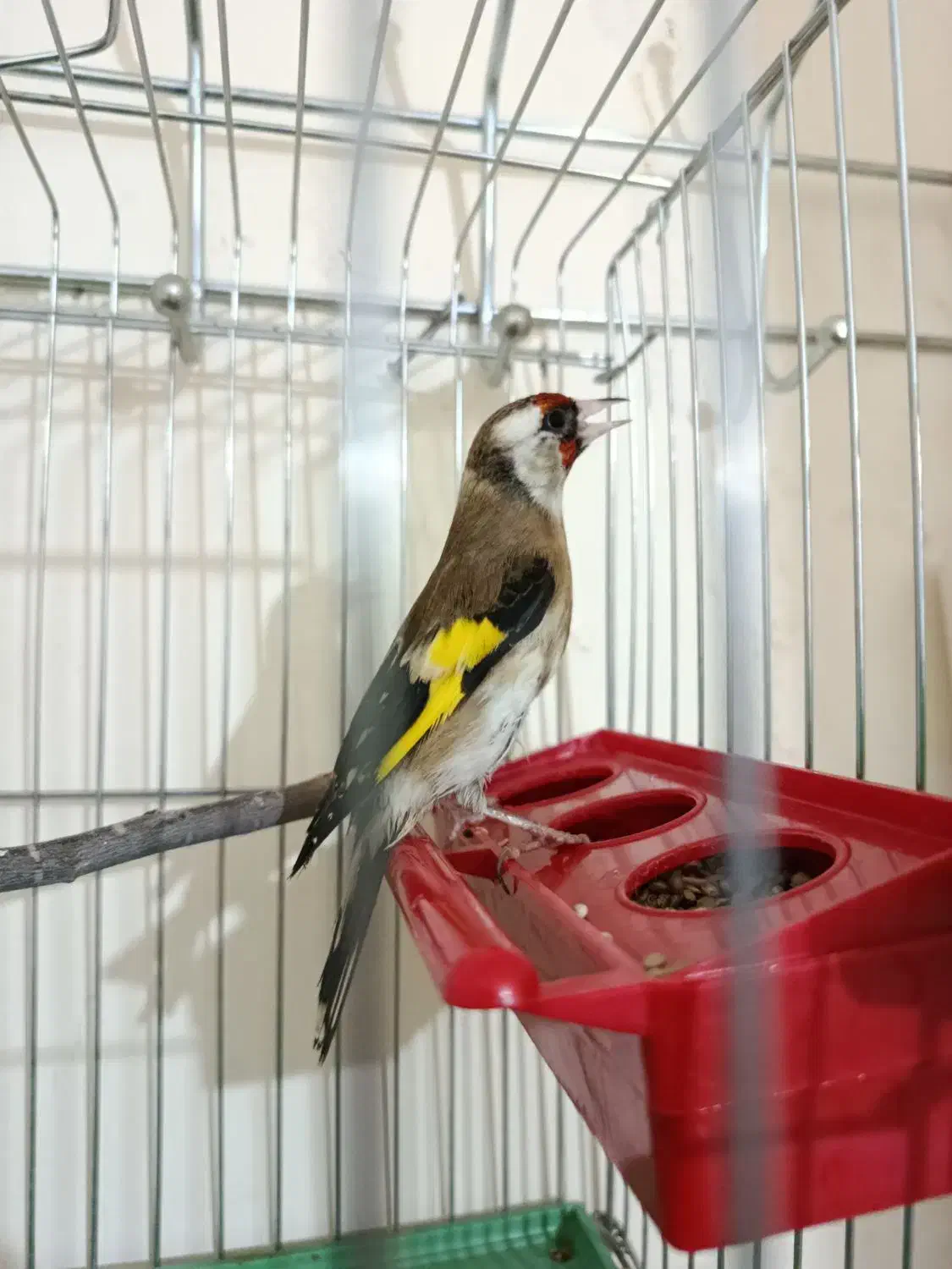 سهره|پرنده|یاسوج, |دیوار