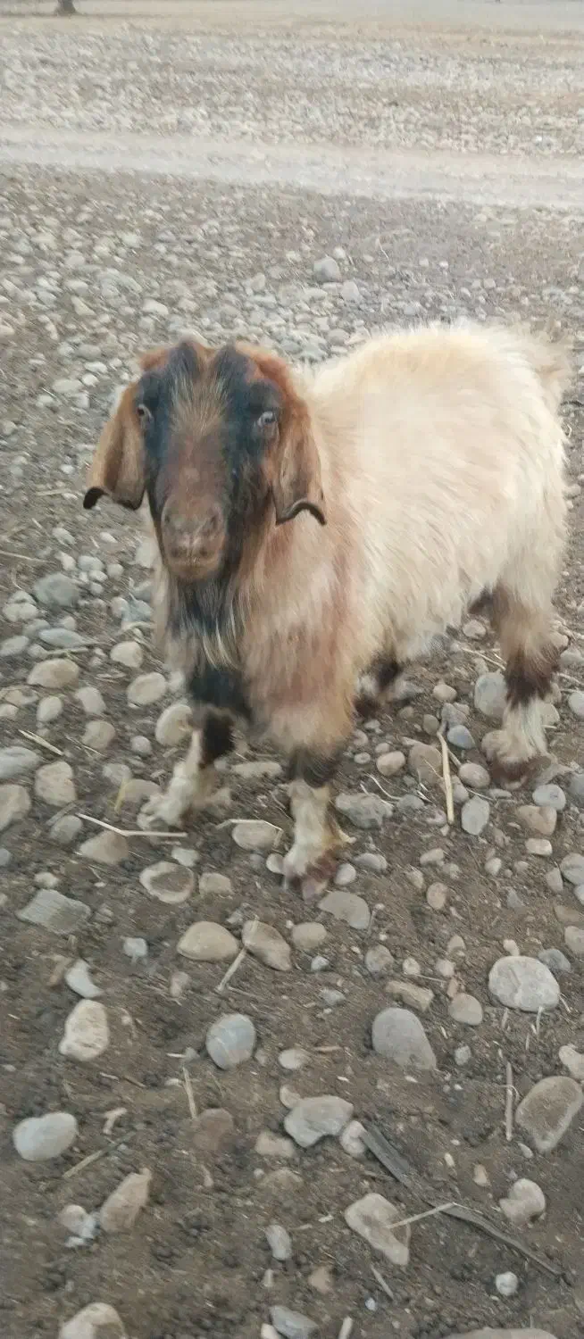 قوچ.چپش.میش فروشی|حیوانات مزرعه|پاتاوه, |دیوار