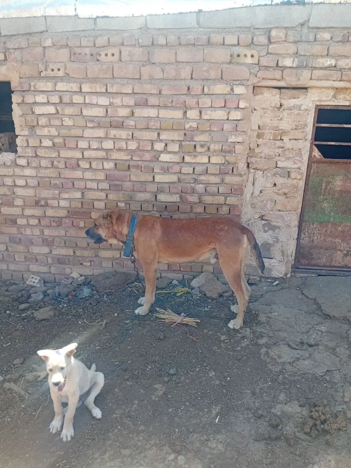 سگگله|سگ|تربت جام, جامرود|دیوار