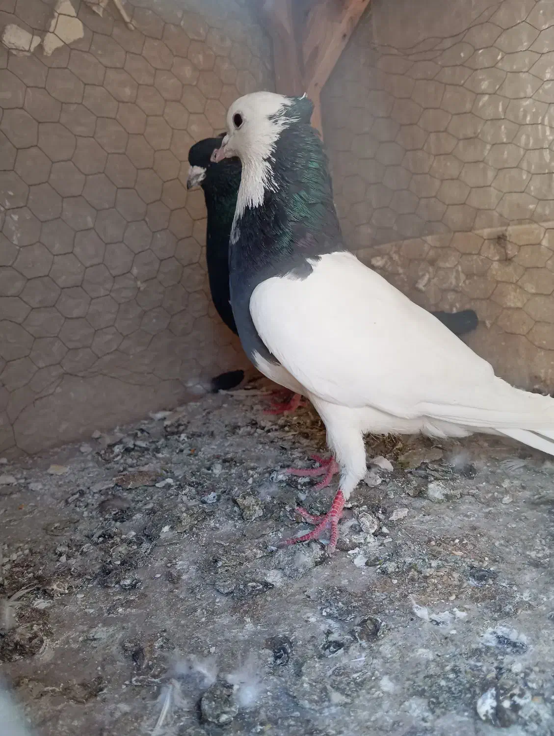 کفتر|پرنده|مشهد, محمدآباد|دیوار