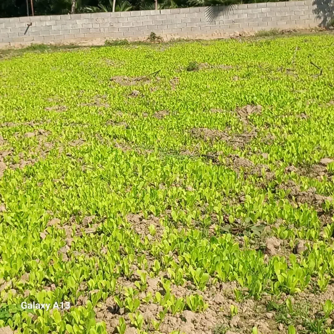 فروش نهال کاهو برای نشا|گل و گیاه طبیعی|دابودشت, |دیوار