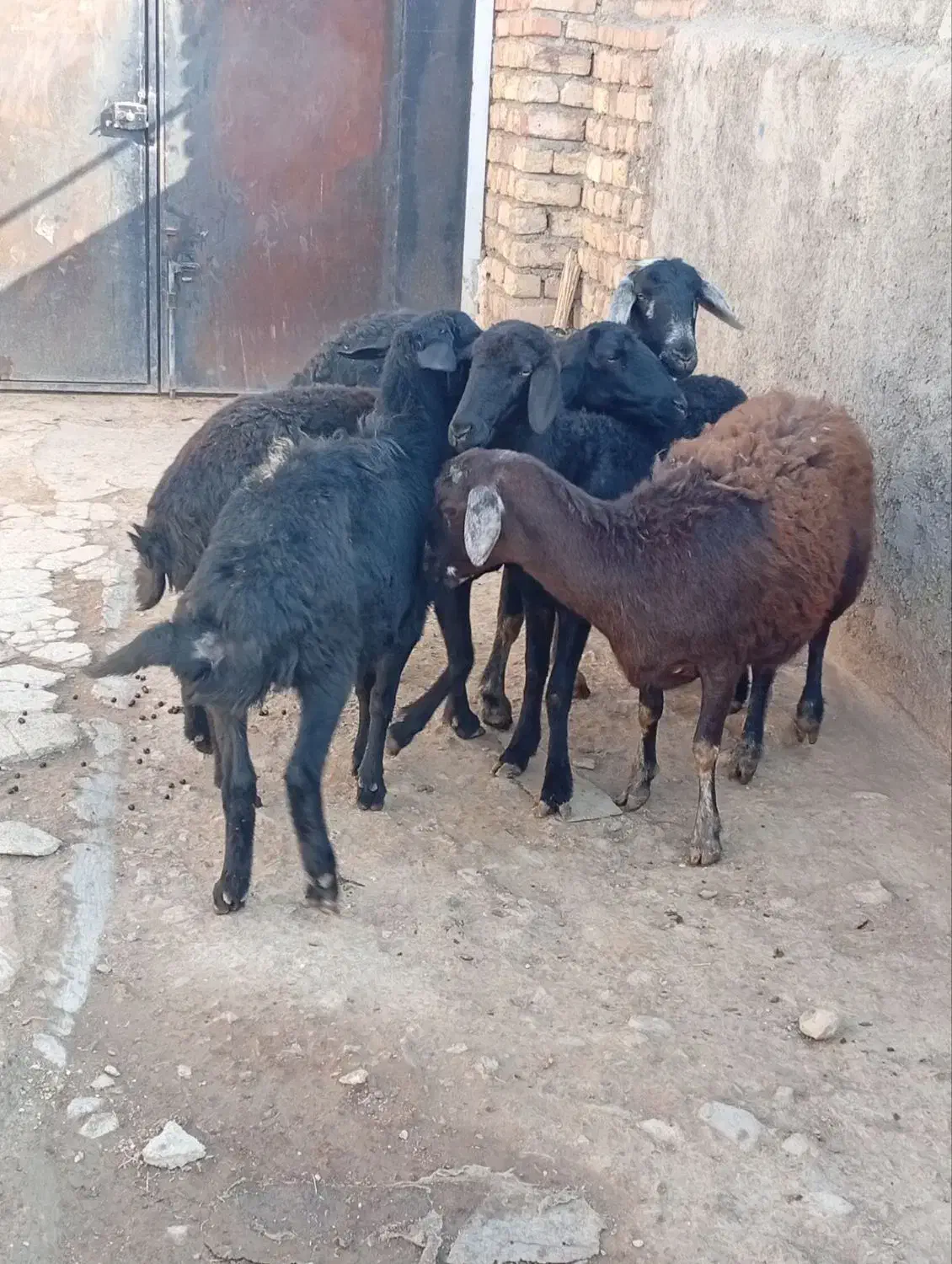 فروش۵راسبرهمادهشیشکقرهقزلافشاریلخت|حیوانات مزرعه|کنگاور, |دیوار