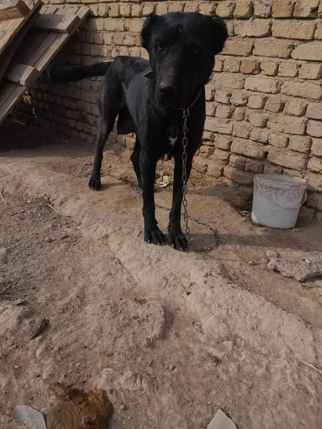 سگ  نگهبان سرابی ماده|سگ|چهاردانگه (تهران), |دیوار