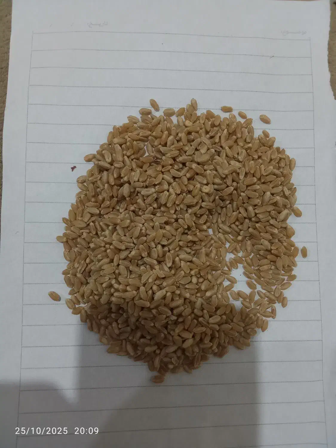 گندم آبی.حیدری|خوردنی و آشامیدنی|ساروق, |دیوار