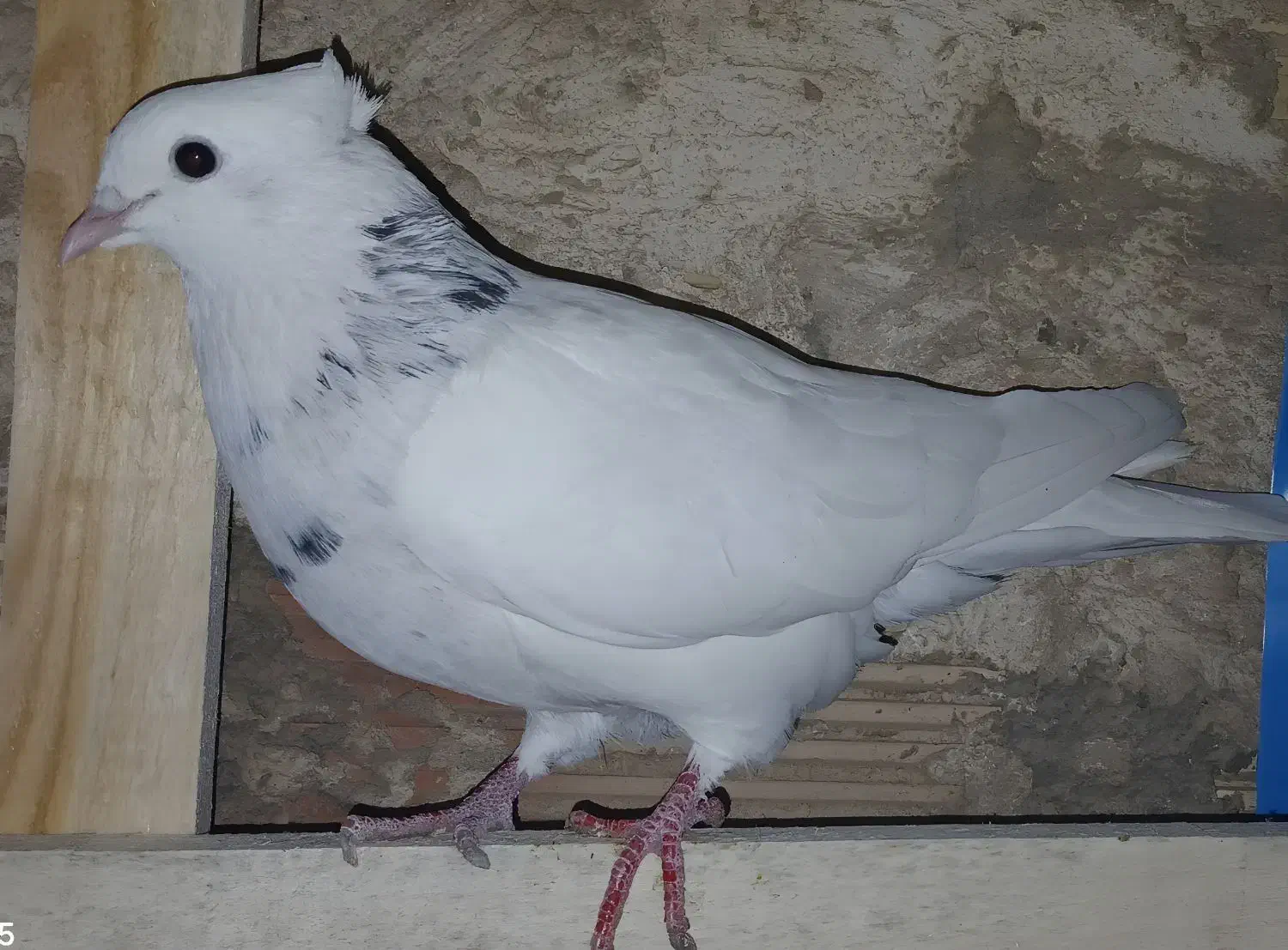 طوقی ماده|پرنده|بندر ماهشهر, |دیوار