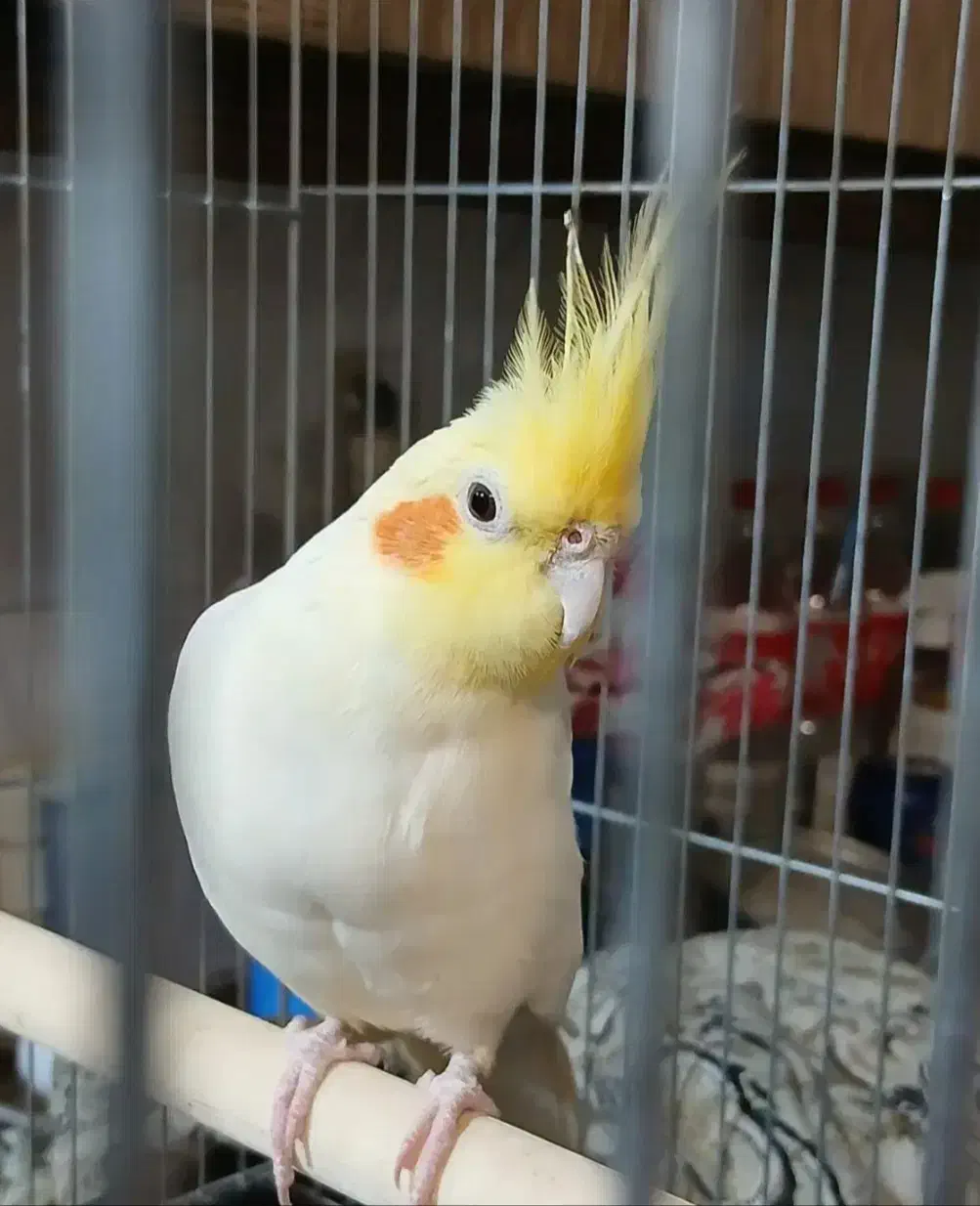 عروس هلندی نریکساله|پرنده|نظرآباد, مصطفی آباد|دیوار