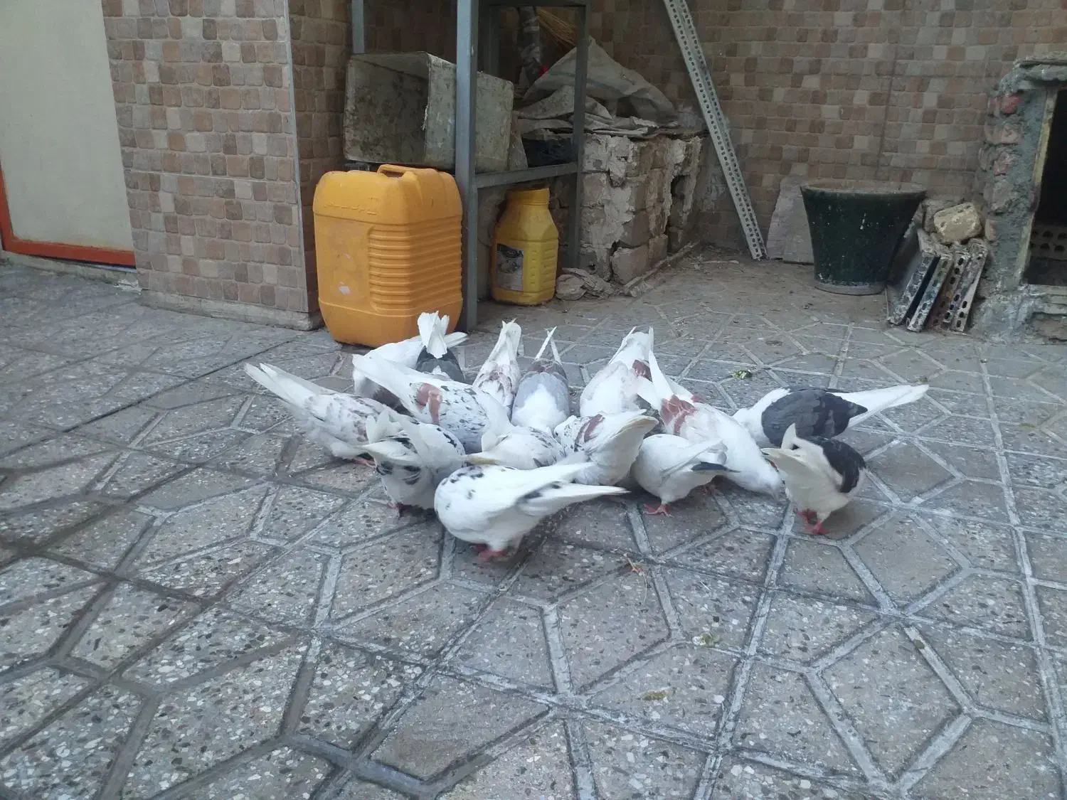 کبوتر تهرانی گمشده|حیوانات|دورود, |دیوار