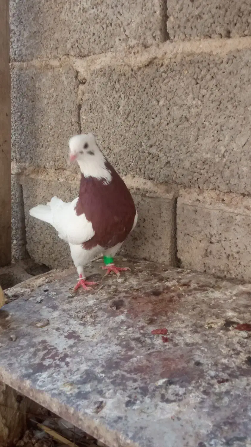 کبوتر پشتی و طوقی|پرنده|شیراز, آزادی|دیوار