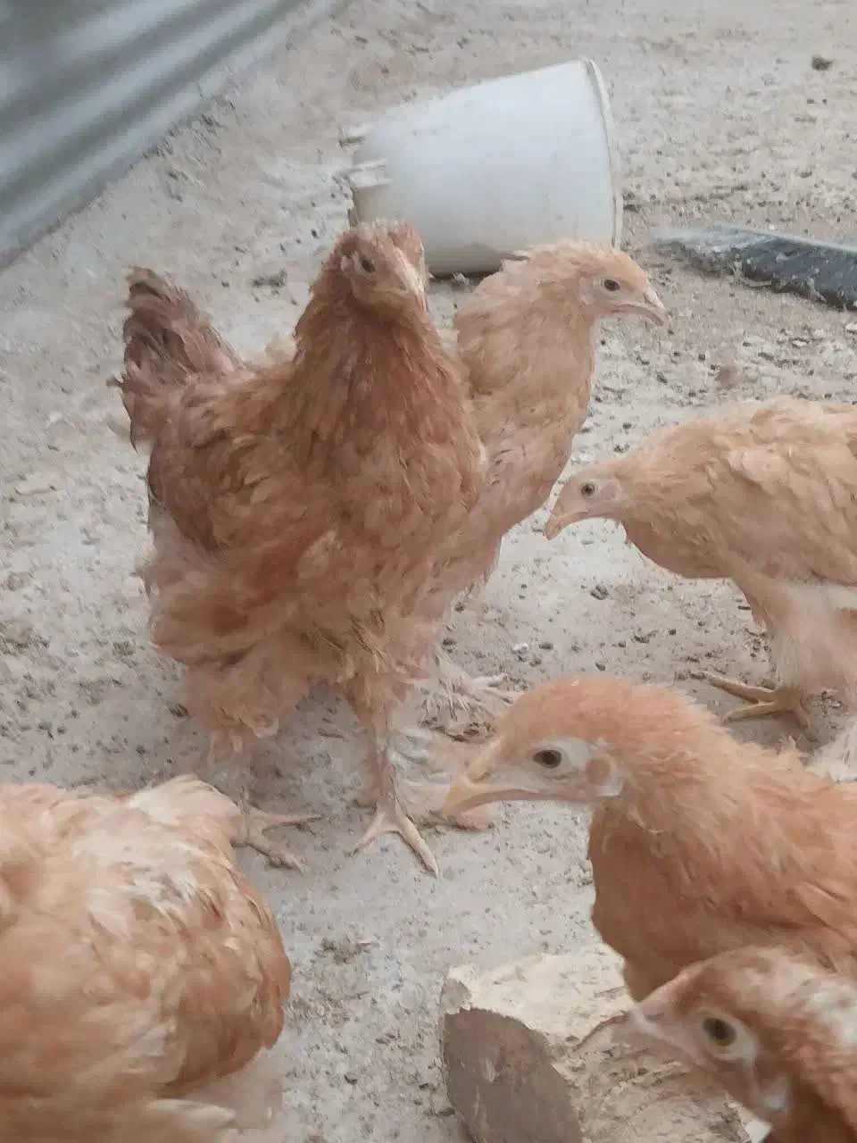 برهما|حیوانات مزرعه|قم, پردیسان|دیوار