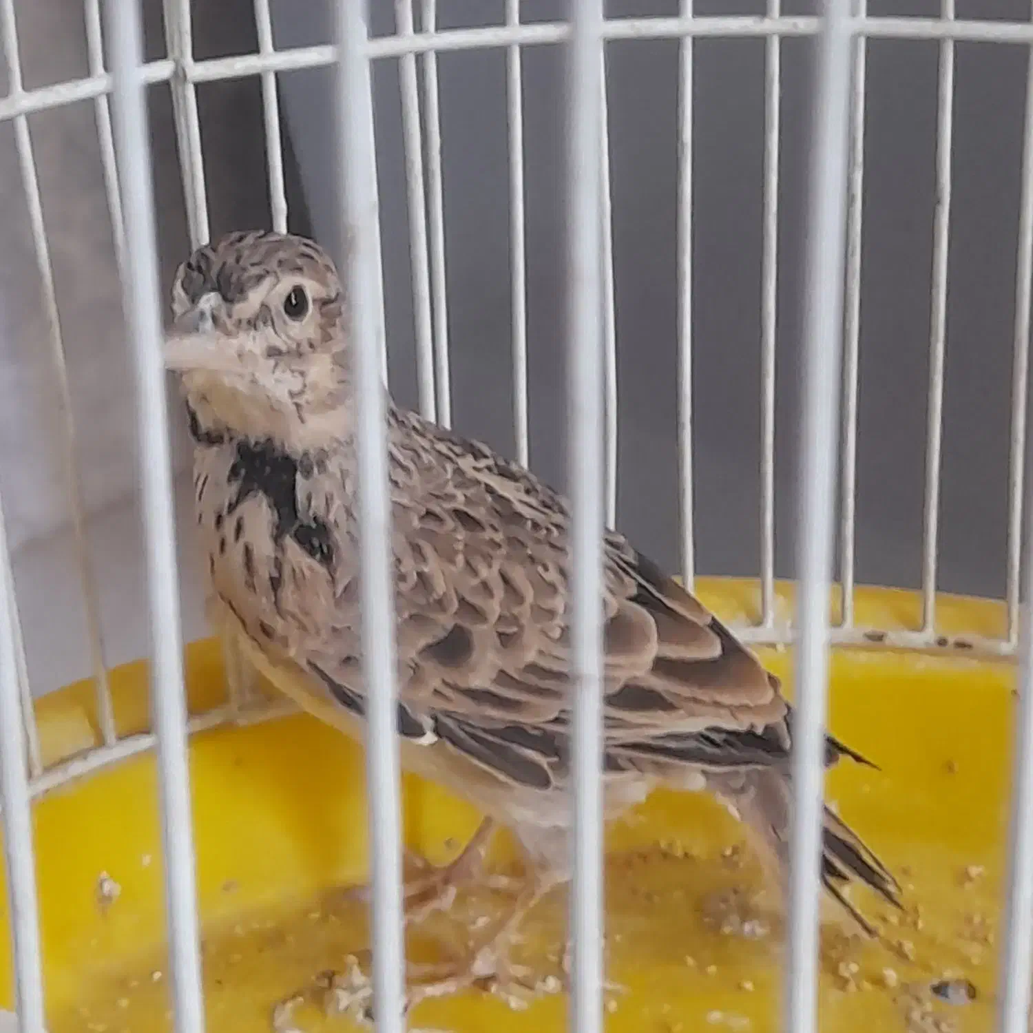 سهره خاکی|پرنده|صحنه, |دیوار