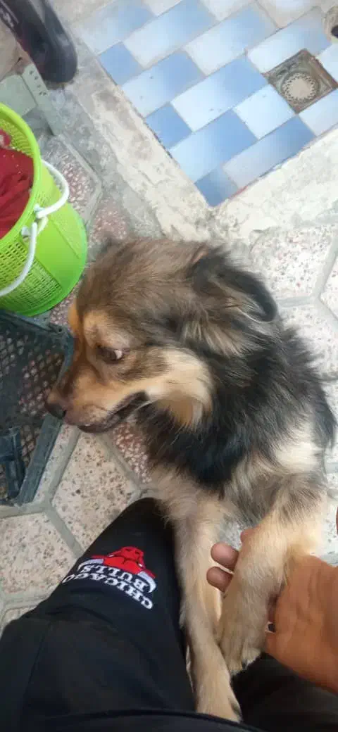 سگ باهوش|سگ|برازجان, |دیوار