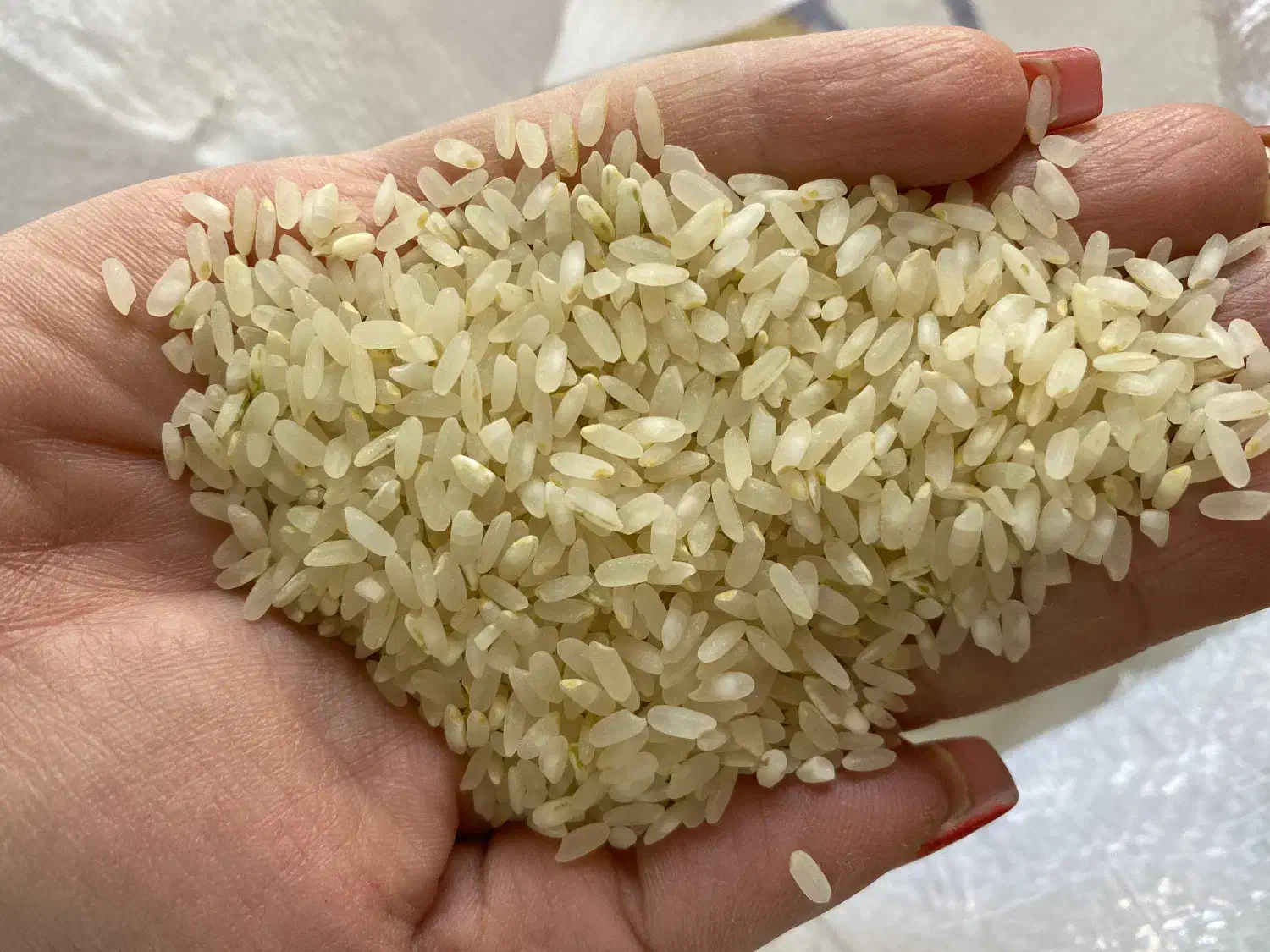 برنج کامفیروزی بشرط پخت و مرجوعی|خوردنی و آشامیدنی|شیراز, کرونی(خاتونک)|دیوار