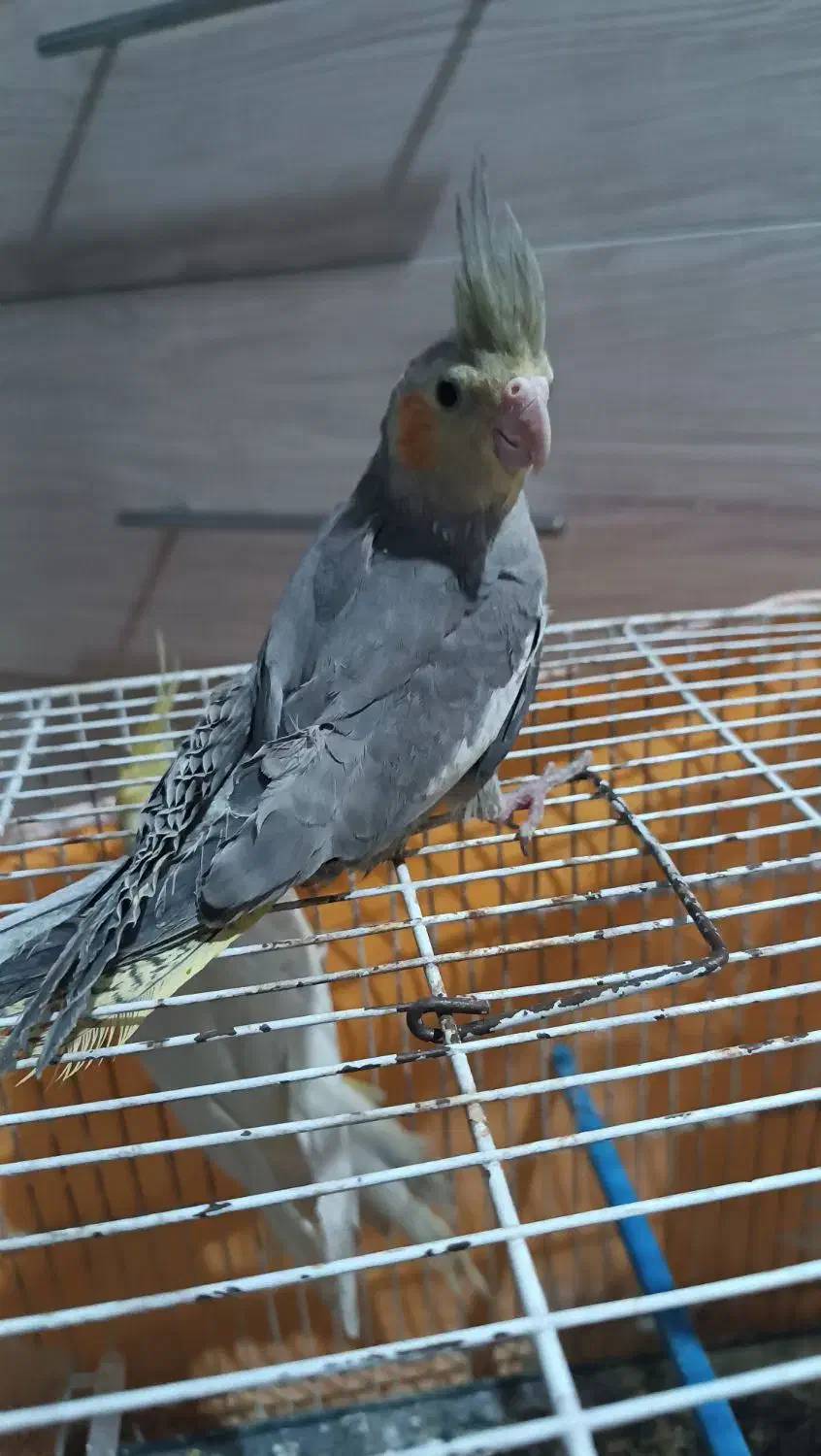 عروس هلندی آلبینو ماده کبوتر|پرنده|مشهد, اروند|دیوار