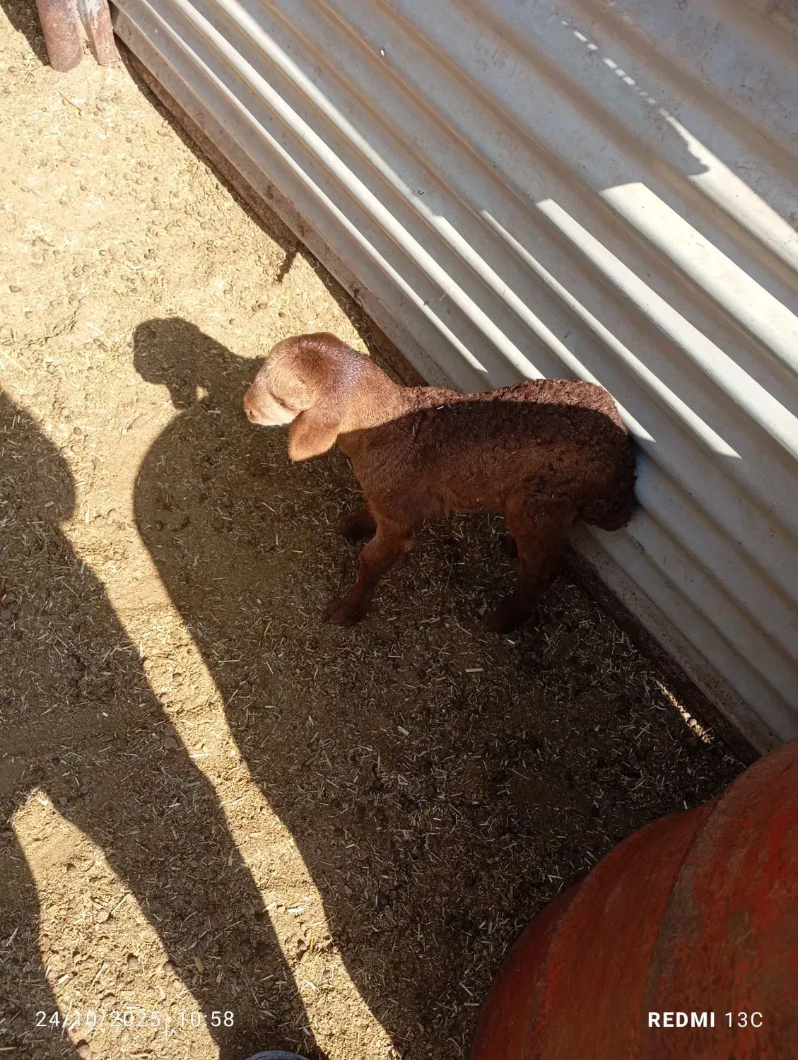 بره پرواری|حیوانات مزرعه|تربت‌حیدریه, کاشانی|دیوار