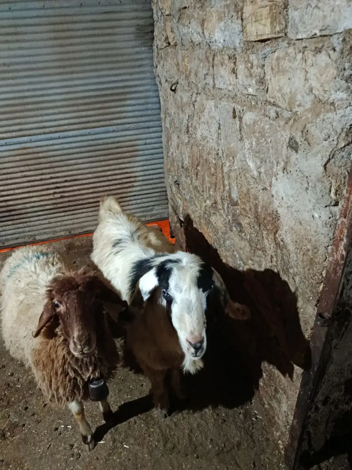 بز نر (ساورین) داشتی|حیوانات مزرعه|جوانرود, |دیوار