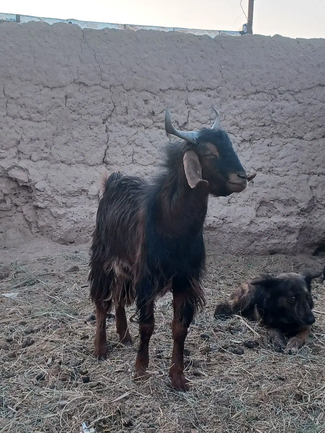 چپش نری رشتی چاق|حیوانات مزرعه|بم, |دیوار