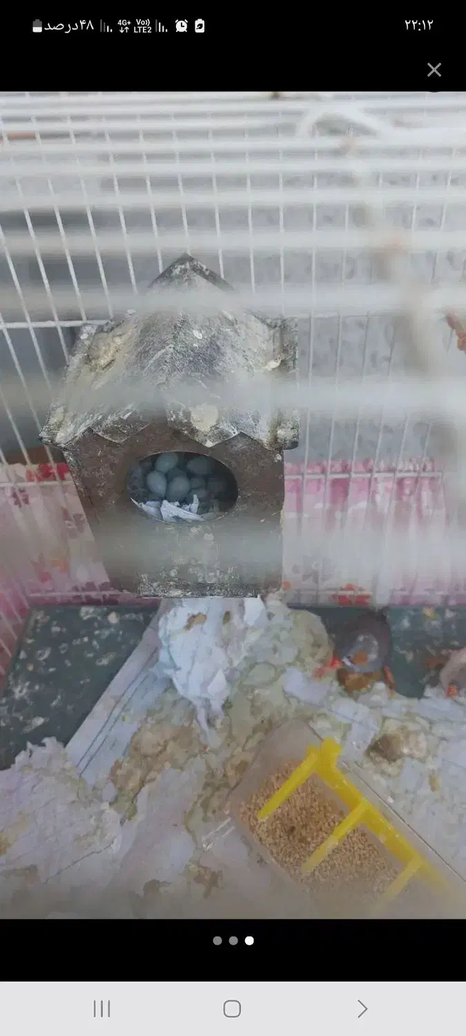 فنچ زبرا|پرنده|مشهد, ویلاشهر|دیوار