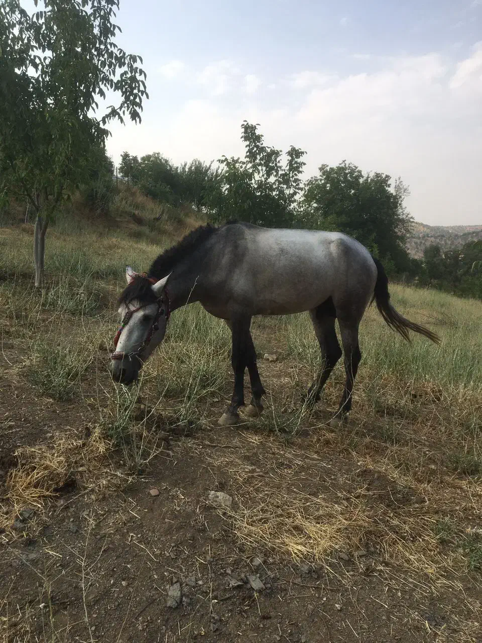 فروش اسب برای بار|اسب و تجهیزات اسب‌سواری|آرمرده, |دیوار