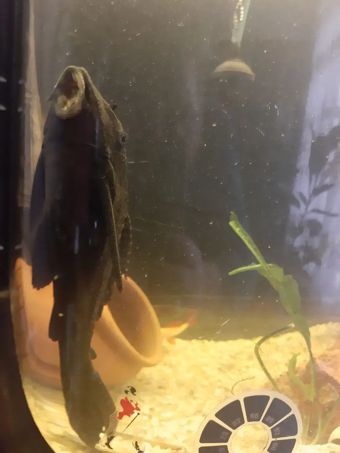 ماهی که فیش بزرگ پلنگی|ماهی|تبریز, |دیوار