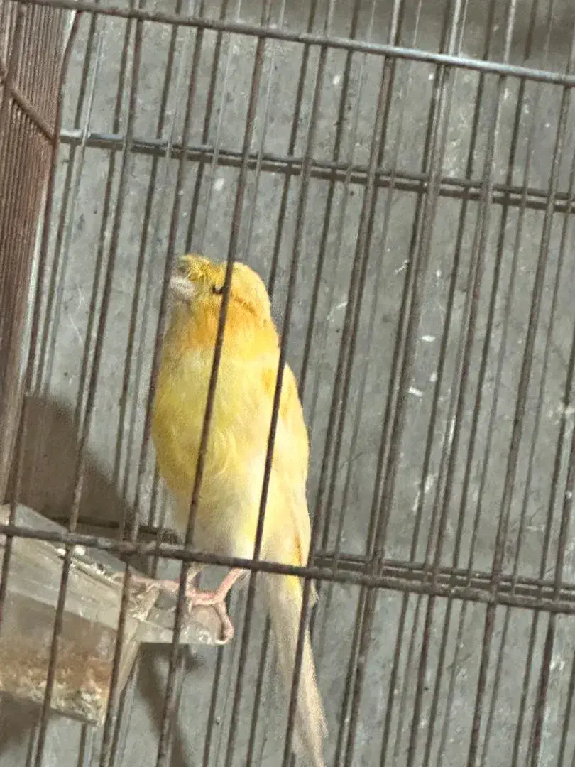 قناری|پرنده|اصفهان, باغ فدک|دیوار