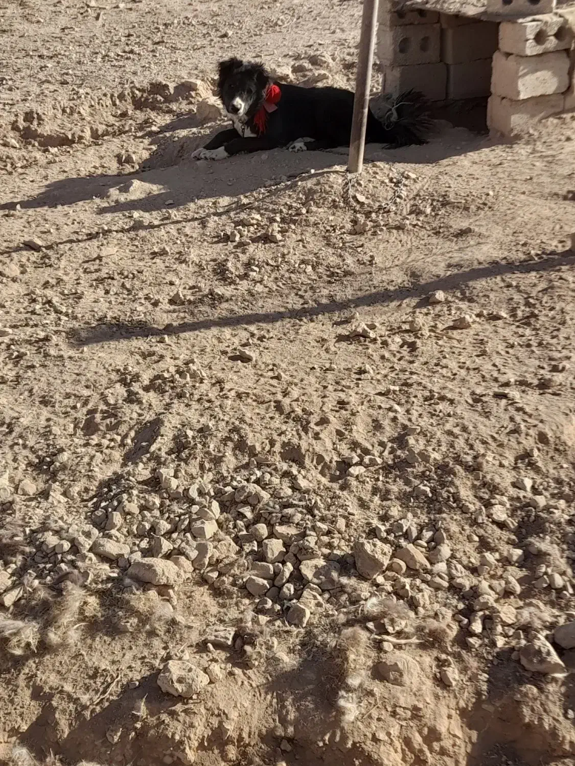 سگ  اصیل قدرجونی|سگ|عسگران, |دیوار