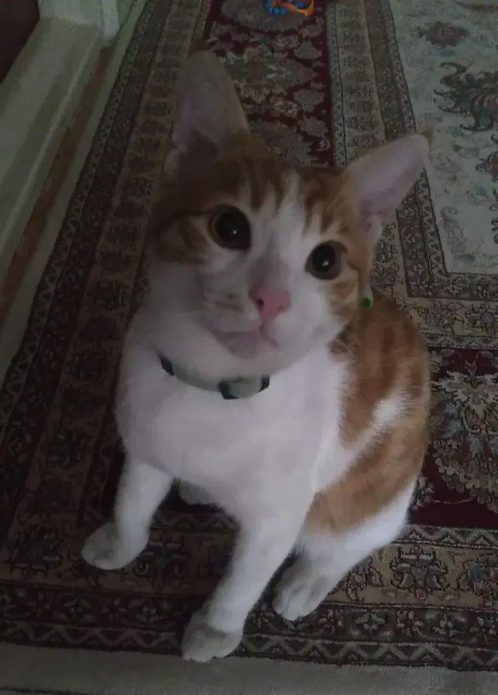 گربه خانگی گمشده|گربه|اردبیل, |دیوار