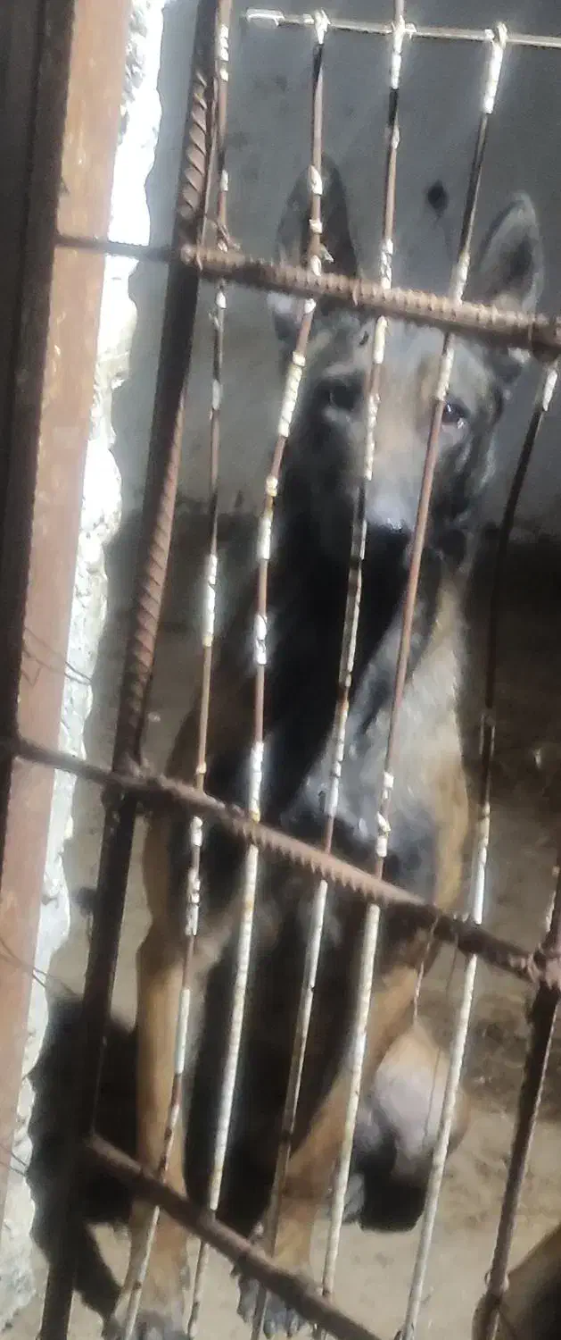 سگ مالینویز نر|سگ|کلاچای, |دیوار