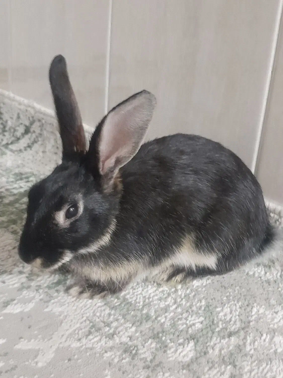 خرگوش|موش و خرگوش|سنندج, |دیوار