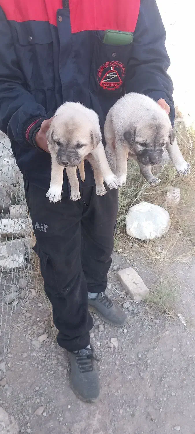 واگذاری توله سرابی|سگ|سراب, |دیوار