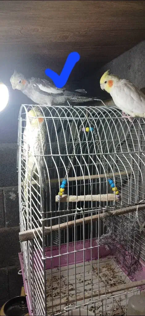 عروس هلندی|پرنده|نشتارود, |دیوار