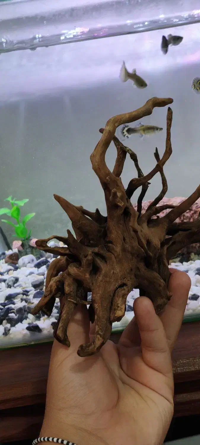 چوب ابنوس اکواریوم|ماهی|ایلام, |دیوار