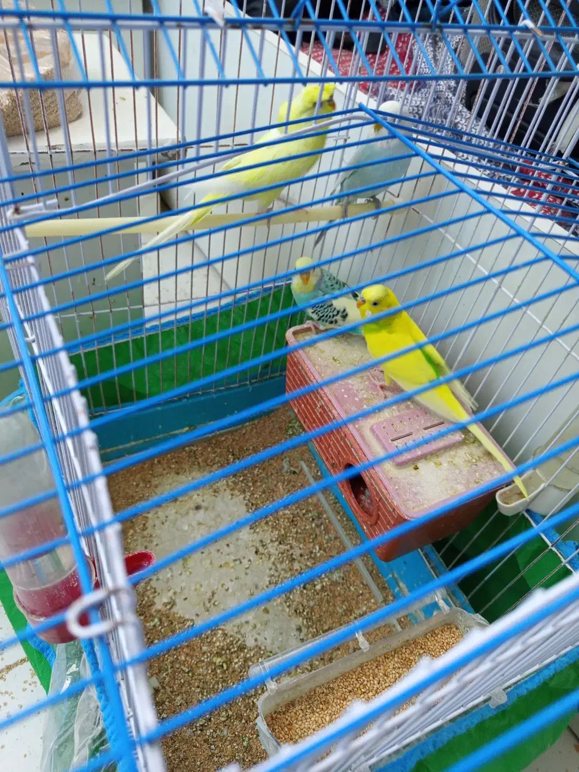 مرغ عشق|پرنده|سیرجان, |دیوار