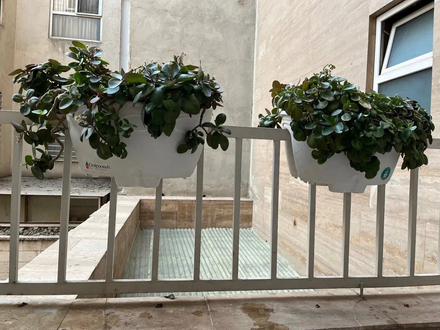 گلدان گل|گل و گیاه طبیعی|تهران, دبستان|دیوار