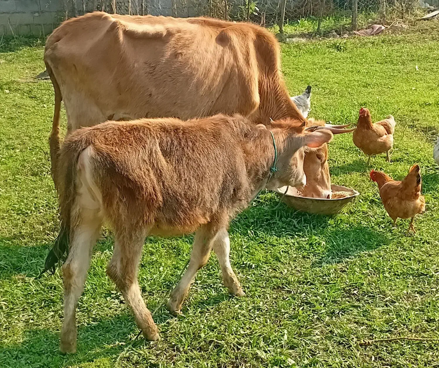 گاوباگوساله ماده|حیوانات مزرعه|رشت, شهریاران|دیوار