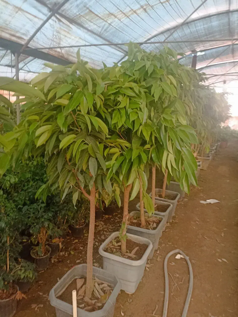 آمستل|گل و گیاه طبیعی|چهارباغ, |دیوار