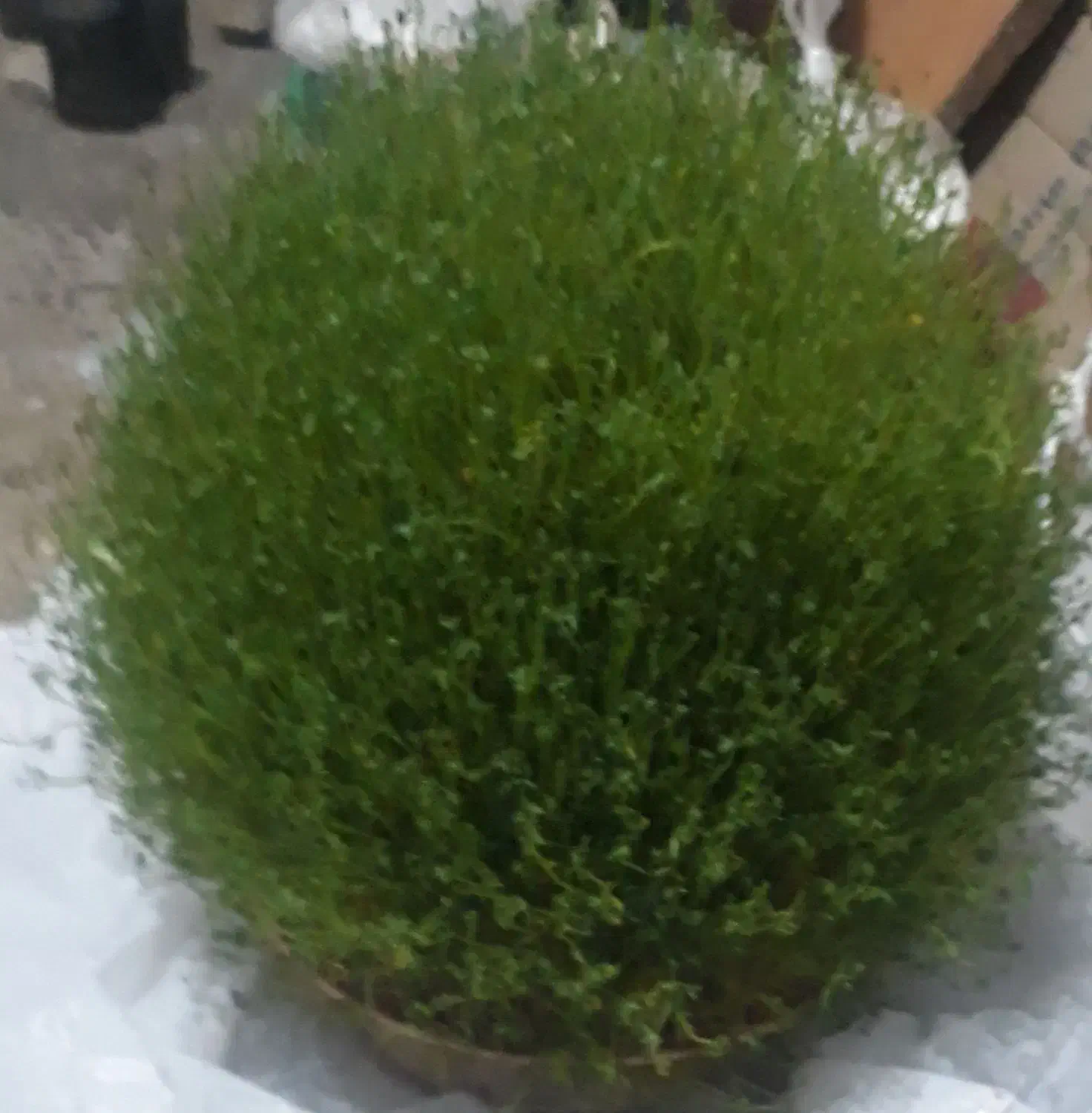 سبزی برای مراسمات فقط۲۰۰|خوردنی و آشامیدنی|کوهدشت, |دیوار