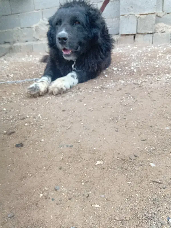 لاس قدرجونی درشت|سگ|شاهین‌شهر, طالقانی|دیوار