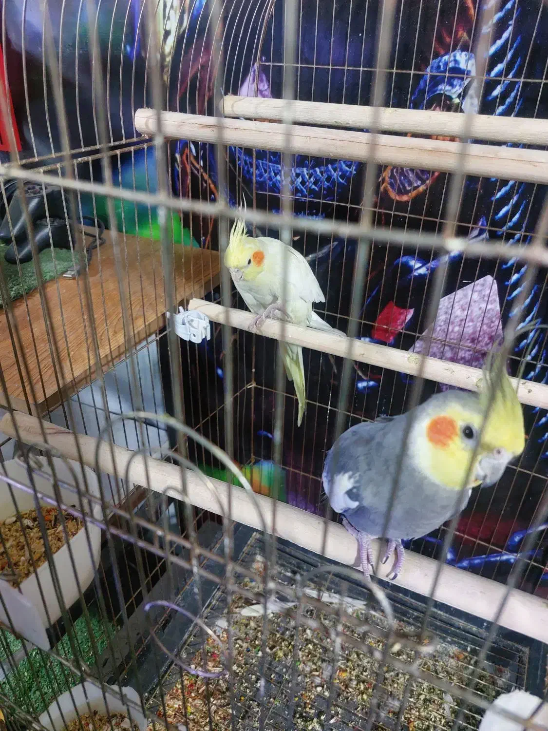 عروس هلندی|پرنده|تهران, جوادیه تهرانپارس|دیوار