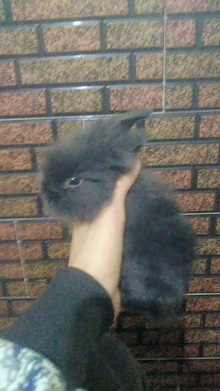 خرگوش لوپی مینیاتوری|موش و خرگوش|مشهد, شهید قربانی|دیوار