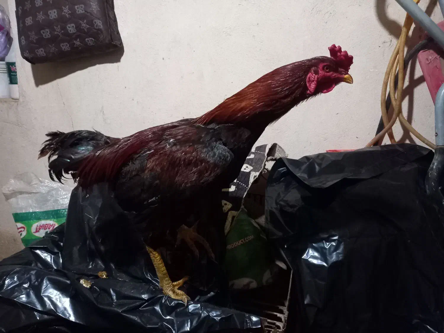 خروس لاری|حیوانات مزرعه|فسا, |دیوار