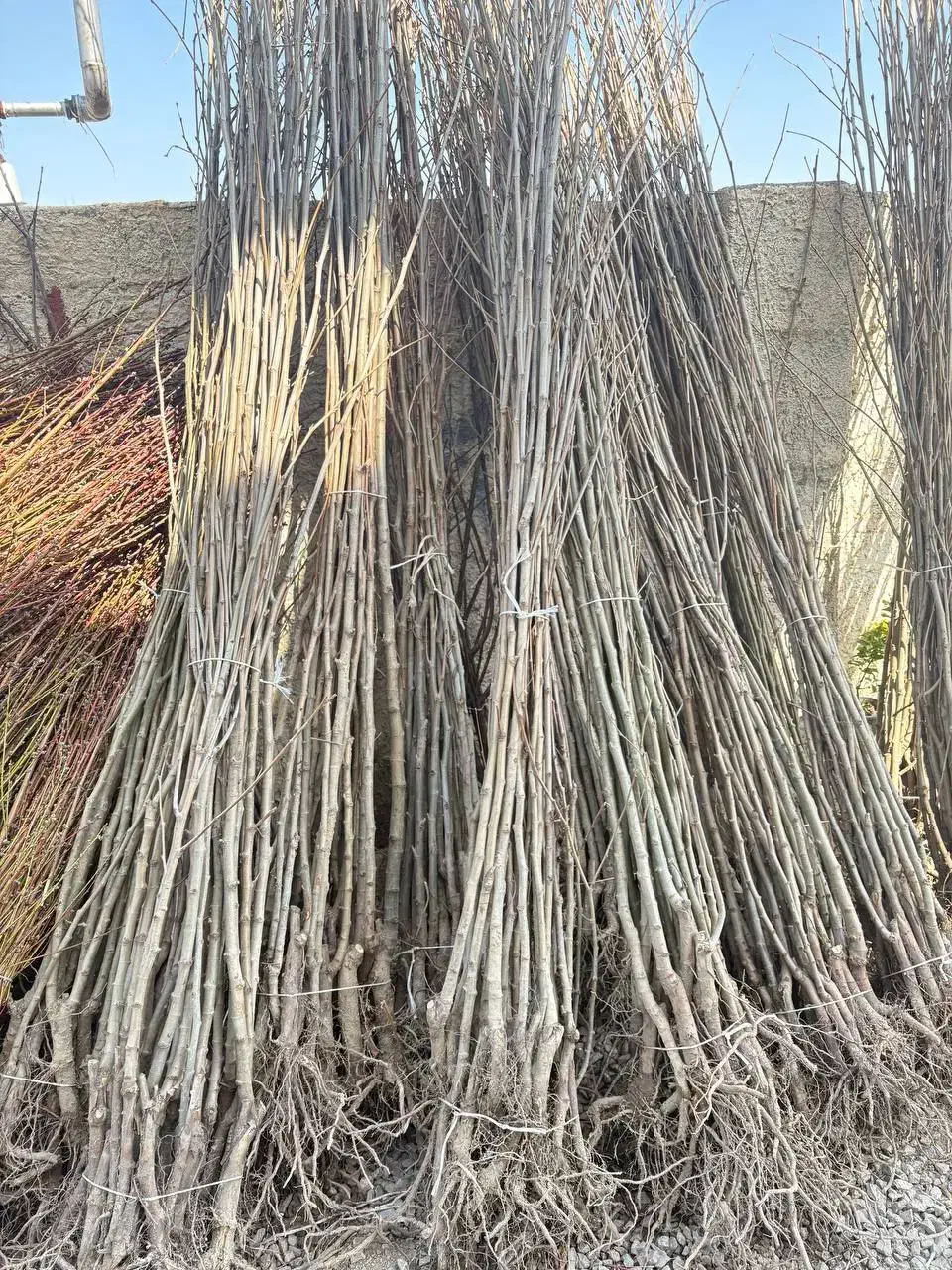 نهال صنوبر اعلا آماده ارسال|خدمات باغبانی و درختکاری|فسا, |دیوار