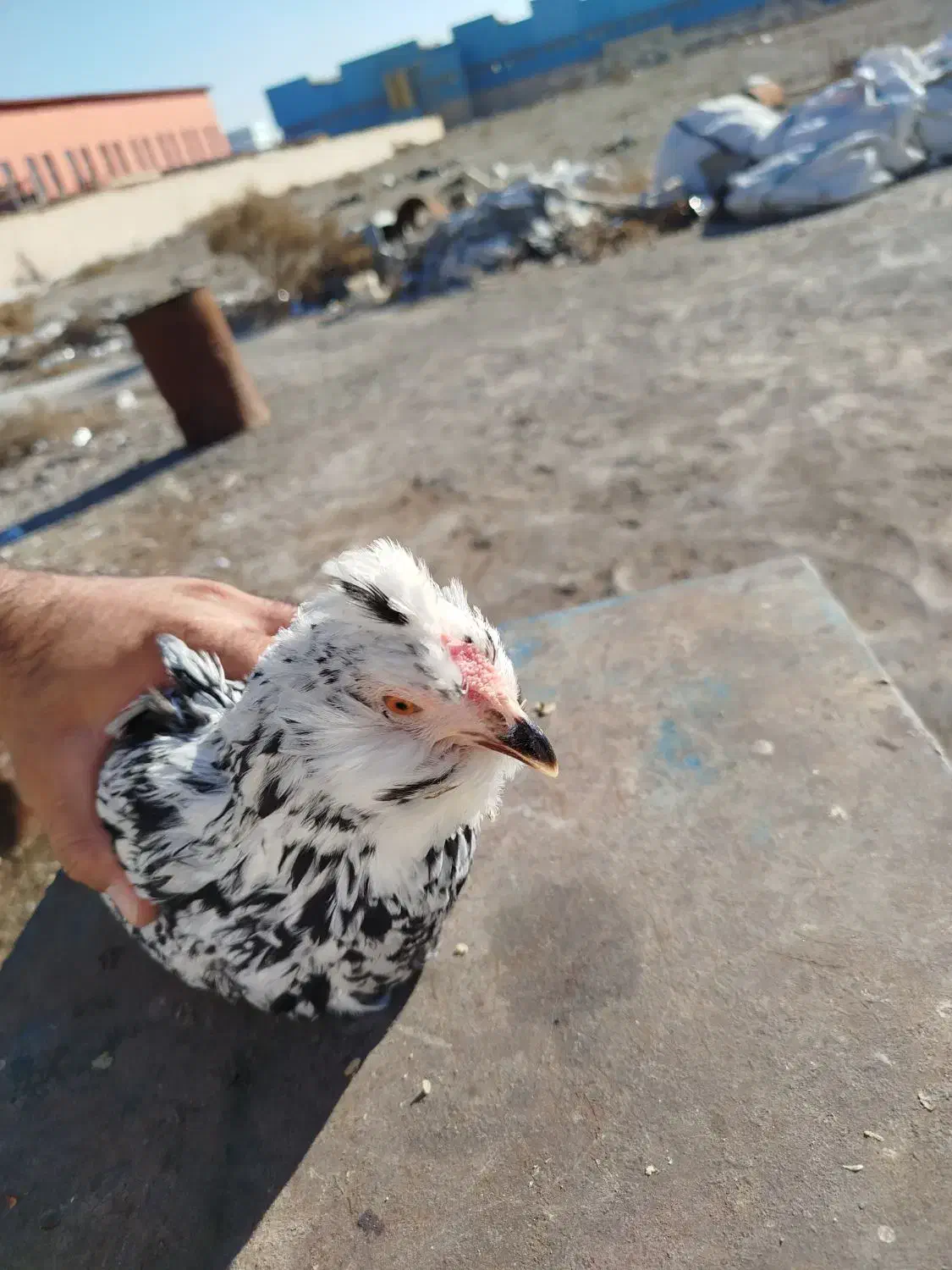 تخم نطفه دار گلین|حیوانات مزرعه|اسلام‌شهر, مطهری|دیوار