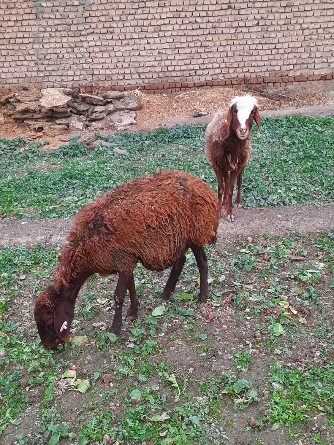 میش ابستن|حیوانات مزرعه|نیشابور, دهنو|دیوار